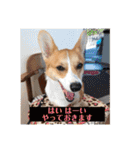コーギーににむら（個別スタンプ：27）