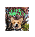 コーギーににむら（個別スタンプ：29）