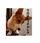 コーギーににむら（個別スタンプ：31）