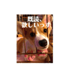 コーギーににむら（個別スタンプ：32）