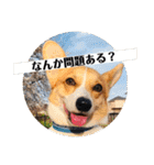 コーギーににむら（個別スタンプ：33）