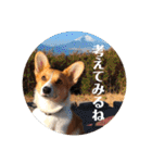 コーギーににむら（個別スタンプ：37）