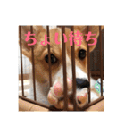 コーギーににむら（個別スタンプ：39）