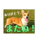 コーギーににむら（個別スタンプ：40）
