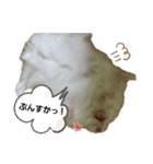 ゆみハムずスタンプ（個別スタンプ：5）