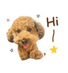 プードル WooHua（個別スタンプ：1）