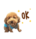 プードル WooHua（個別スタンプ：2）