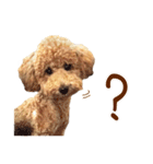 プードル WooHua（個別スタンプ：4）