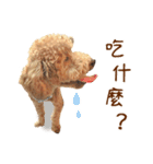 プードル WooHua（個別スタンプ：6）