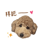 プードル WooHua（個別スタンプ：7）