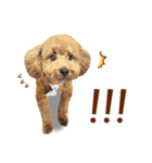 プードル WooHua（個別スタンプ：10）