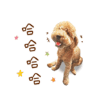 プードル WooHua（個別スタンプ：11）