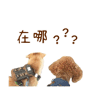 プードル WooHua（個別スタンプ：12）