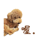 プードル WooHua（個別スタンプ：13）