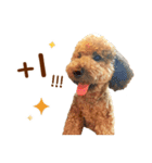 プードル WooHua（個別スタンプ：14）