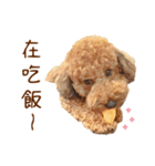 プードル WooHua（個別スタンプ：15）