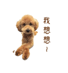 プードル WooHua（個別スタンプ：16）