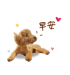 プードル WooHua（個別スタンプ：17）