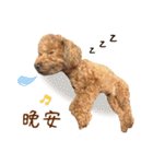 プードル WooHua（個別スタンプ：18）
