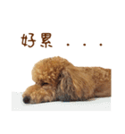 プードル WooHua（個別スタンプ：19）