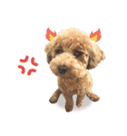 プードル WooHua（個別スタンプ：20）
