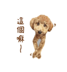 プードル WooHua（個別スタンプ：22）