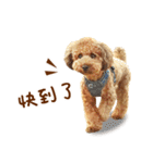 プードル WooHua（個別スタンプ：23）