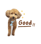 プードル WooHua（個別スタンプ：24）