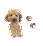 プードル WooHua（個別スタンプ：26）