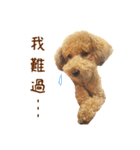 プードル WooHua（個別スタンプ：27）