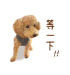 プードル WooHua（個別スタンプ：28）