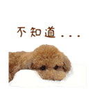 プードル WooHua（個別スタンプ：29）