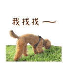 プードル WooHua（個別スタンプ：30）