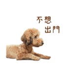 プードル WooHua（個別スタンプ：31）