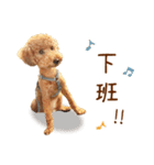 プードル WooHua（個別スタンプ：32）