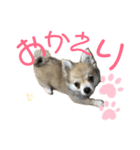 チワポメ ちくわ（個別スタンプ：2）