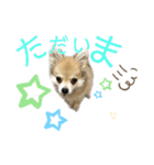 チワポメ ちくわ（個別スタンプ：3）