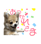 チワポメ ちくわ（個別スタンプ：4）