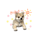 チワポメ ちくわ（個別スタンプ：5）
