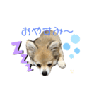 チワポメ ちくわ（個別スタンプ：6）