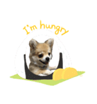 チワポメ ちくわ（個別スタンプ：9）