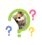チワポメ ちくわ（個別スタンプ：12）