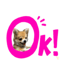 チワポメ ちくわ（個別スタンプ：13）