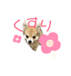 チワポメ ちくわ（個別スタンプ：16）