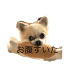 ワンッ（個別スタンプ：1）