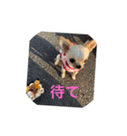 ワンッ（個別スタンプ：7）