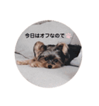 ヨークシャテリアみるくさん（個別スタンプ：3）