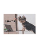 ヨークシャテリアみるくさん（個別スタンプ：8）