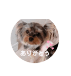 ヨークシャテリアみるくさん（個別スタンプ：9）
