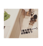 ヨークシャテリアみるくさん（個別スタンプ：12）